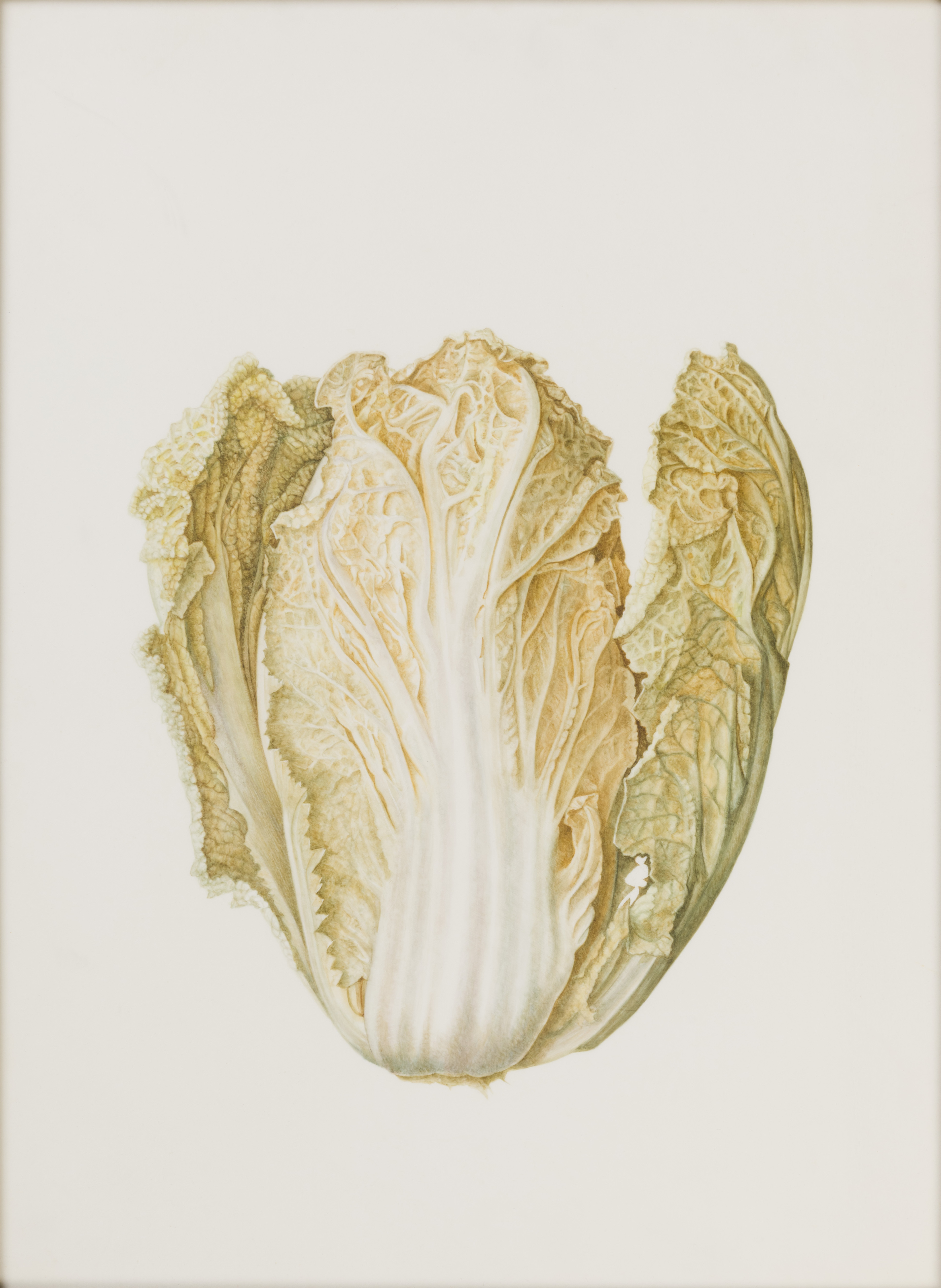 Chinese Cabbage